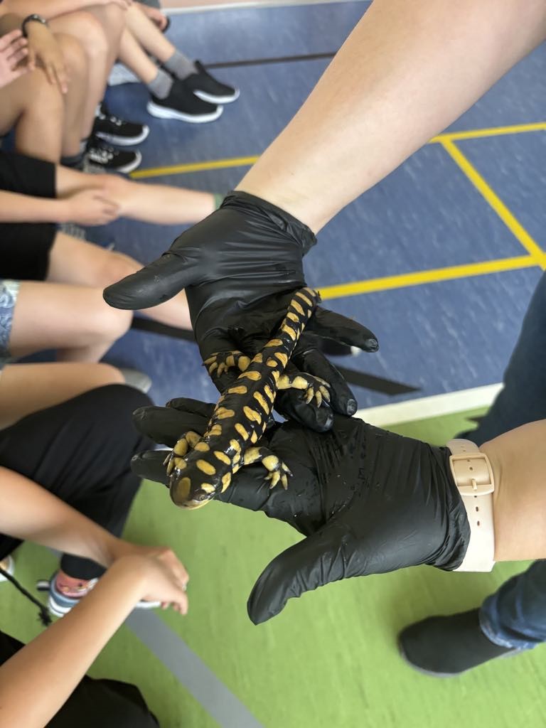 uczniowie oglądają salamandrę